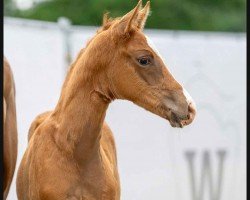 dressage horse Sagrantino (Westphalian, 2023, from San To Alati FRH)