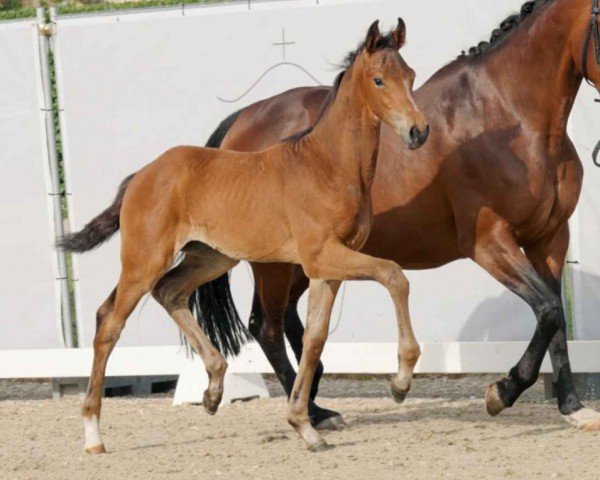 dressage horse Zelda (Westphalian, 2023, from Blue Hors Zackerey)