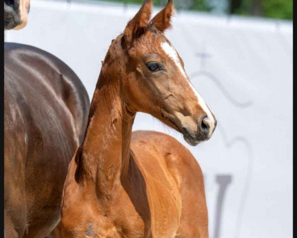 dressage horse Salino (Westphalian, 2023, from Salitos)