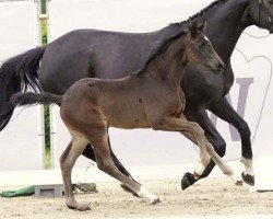 dressage horse Dalajlama (Westphalian, 2023, from Diamantenglanz)