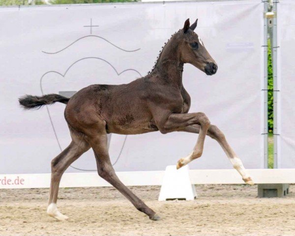 dressage horse Dark Dancer (Westphalian, 2023, from Despacito 16)