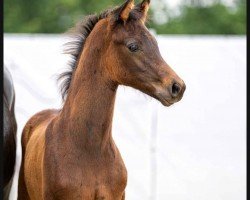 dressage horse Hengst von Dynamic Dream / Fürstenball (Westphalian, 2023, from Dynamic Dream)