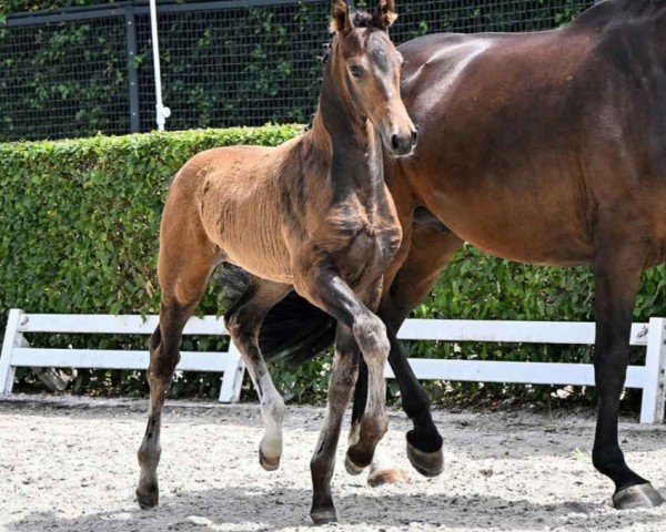 dressage horse Einstein (Westphalian, 2023, from Extra Gold)