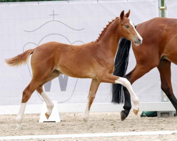 dressage horse Farbenspiel (Westphalian, 2023, from For Romance I)