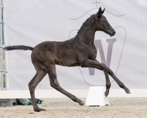 dressage horse Zaahi (Westphalian, 2023, from Blue Hors Zackerey)