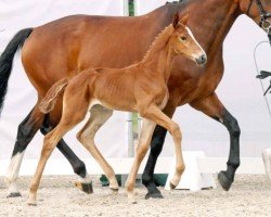 dressage horse Secrets Gold (Westphalian, 2023, from Secret)