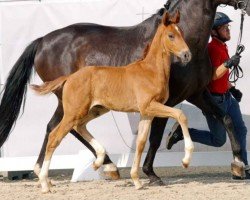 dressage horse Total Glam (Westphalian, 2023, from Total Diamond PS)