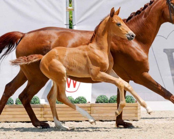 dressage horse Vinnetou (Westphalian, 2023, from Vitalis)