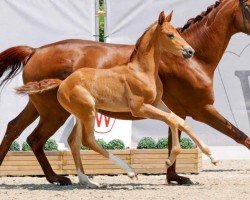 dressage horse Vinnetou (Westphalian, 2023, from Vitalis)