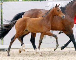 dressage horse Zuckerpuppe J (Westphalian, 2023, from Zoom 8)