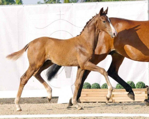 dressage horse Easterhazy (Westphalian, 2023, from Escanto PS OLD)