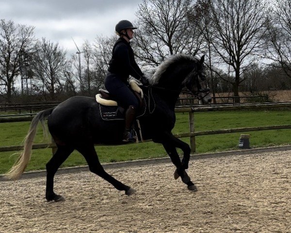 horse Call me Oreo (Westphalian, 2019, from Colman)