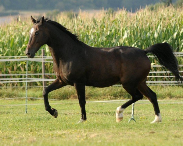 Springpferd Fly Away 26 (Hessisches Warmblut, 1999, von Feuerwerk)