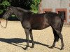 broodmare Up and Away (German Riding Pony, 1998, from Uckermärker)