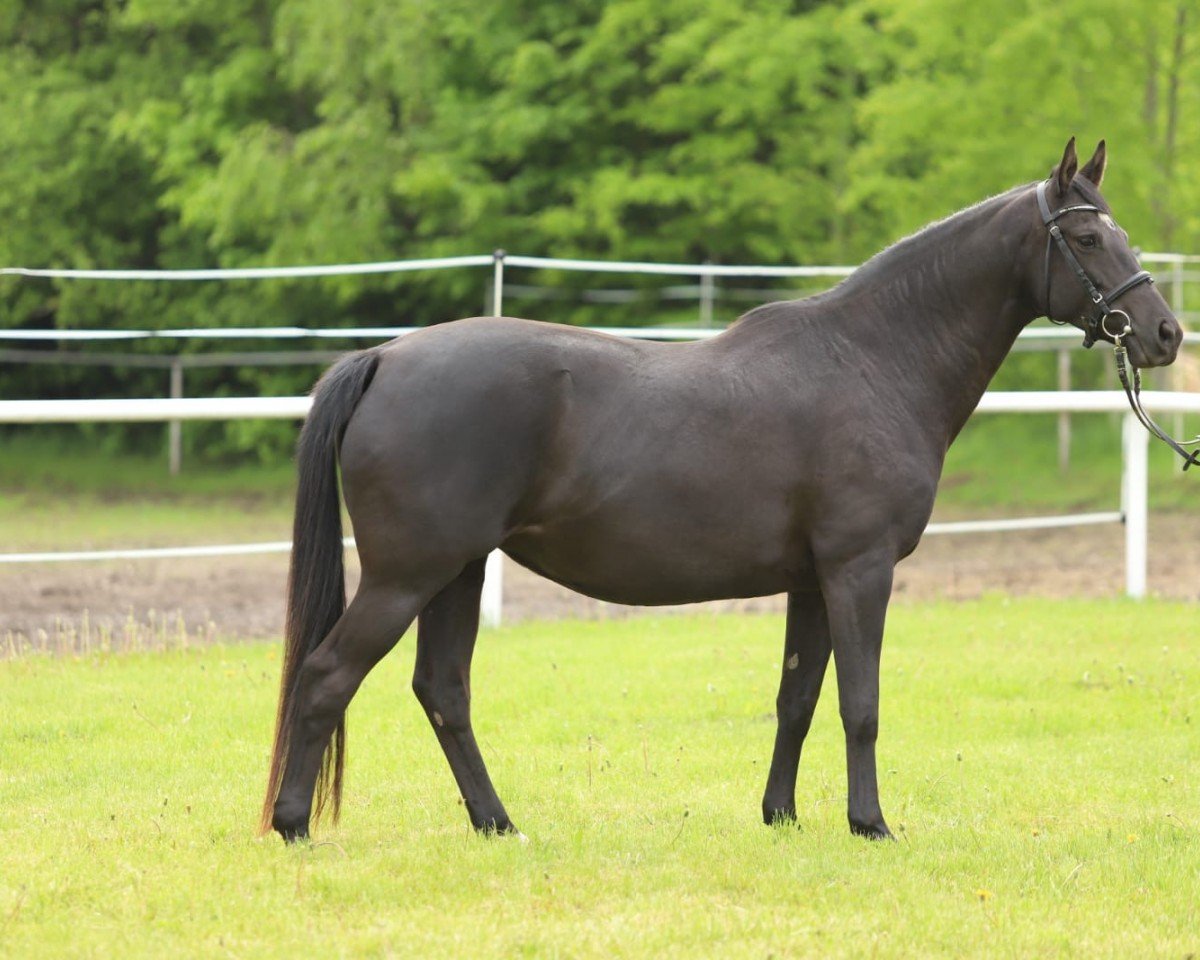 Zuchtstute Jezyna (Russisch Trakehner, 2012, von Ajbek)