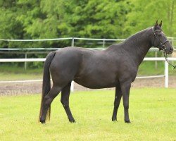 broodmare Jezyna (Russian Trakehner, 2012, from Ajbek)