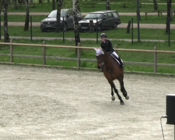 Reitturnier Westergellersen 2024
