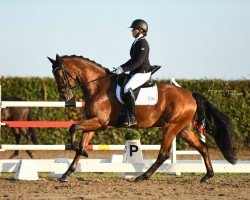 dressage horse Onamour (KWPN (Royal Dutch Sporthorse), 2019, from Henkie)