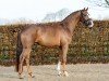 stallion Juwel (Oldenburg, 2019, from Janeiro Platinum)