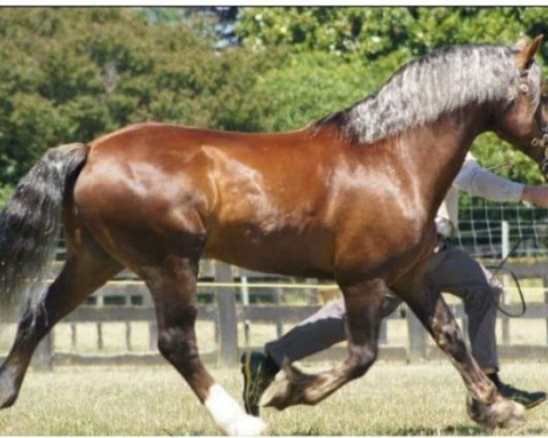 stallion Awakino Golden Dream (Welsh-Cob (Sek. D), 2005, from Glantraeth King Flyer)