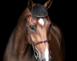 jumper Zlatan 6 (Oldenburg show jumper, 2018, from Zinedine)