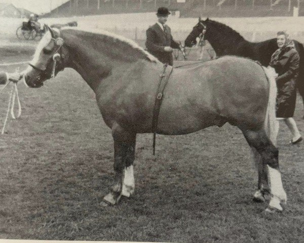 stallion Turkdean Cerdin (Welsh-Cob (Sek. C), 1965, from Llanarth Firel)