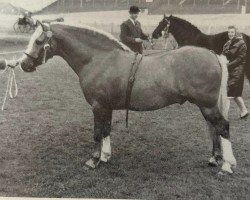 Deckhengst Turkdean Cerdin (Welsh-Cob (Sek. C), 1965, von Llanarth Firel)