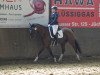 dressage horse Belmondo 142 (German Riding Pony, 2002, from Bugatti)