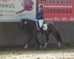 dressage horse Belmondo 142 (German Riding Pony, 2002, from Bugatti)