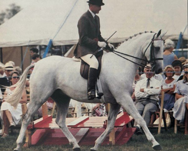 Pferd Sarnau Castaway (Arabisches Halbblut / Partbred, 1979, von Malan ox)