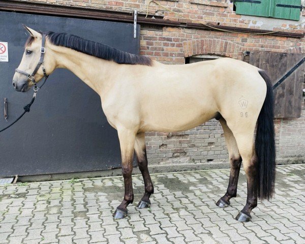 dressage horse Qooper E (Westphalian, 2017, from Qaside Md)