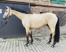 dressage horse Qooper E (Westphalian, 2017, from Qaside Md)