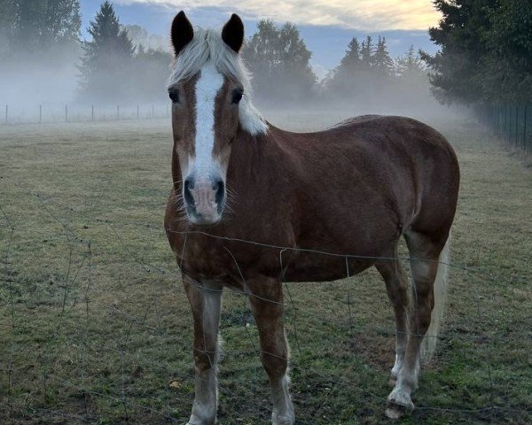 Zuchtstute Mirabell (Haflinger, 1999, von Winterstein)