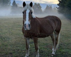 broodmare Mirabell (Haflinger, 1999, from Winterstein)