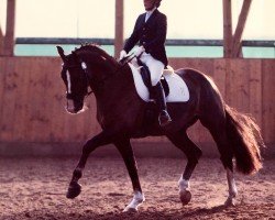 dressage horse Don Dulcino (Oldenburg, 2001, from Dream of Heidelberg I)