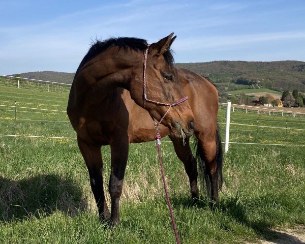 dressage horse Gentle Way (Thoroughbred, 2001, from General Assembly xx)