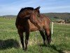 dressage horse Gentle Way (Thoroughbred, 2001, from General Assembly xx)