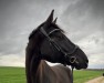 dressage horse Derby 203 (German Sport Horse, 2014, from Decurio 3)