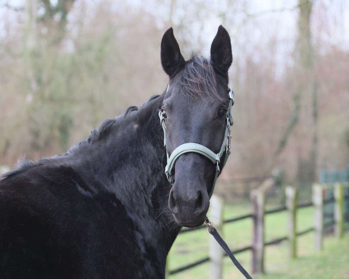 Dressurpferd Gracefully (Oldenburger, 2021, von Galaxy)