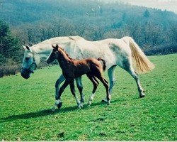 broodmare Wagnis II (Holsteiner, 1984, from Lagos)