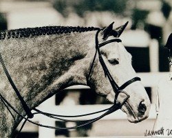 stallion Lucky Dream (Holsteiner, 1997, from Lucky Lionell)