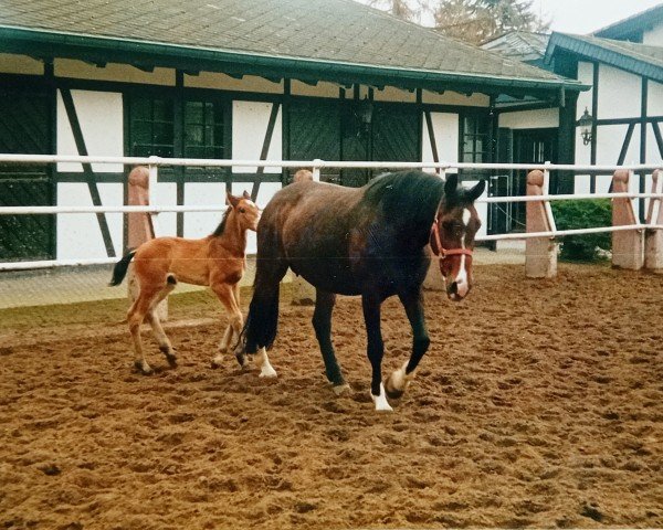 Zuchtstute Weichsel (Holsteiner, 1984, von Rocadero)