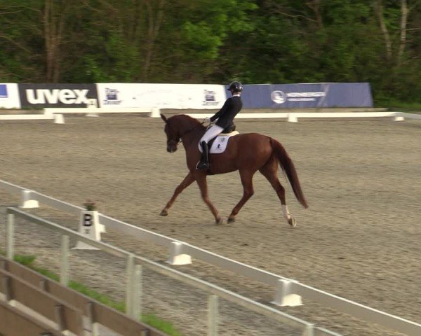Reitturnier Elmlohe 2024
