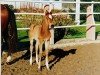 Springpferd Lucky Charm 2 (Hessisches Warmblut, 1999, von Libero)