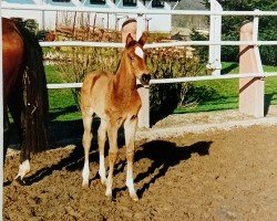 jumper Lucky Charm 2 (Hessian Warmblood, 1999, from Libero)