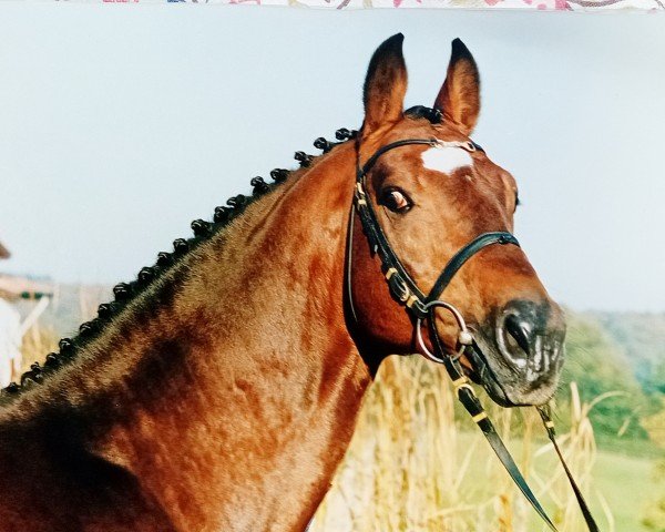 stallion L'Ombre (Holsteiner, 1986, from Lorenz)