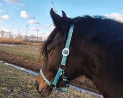 Pferd Golden Blossom JSO (Deutsches Reitpony, 2019, von Golden Grey NRW)