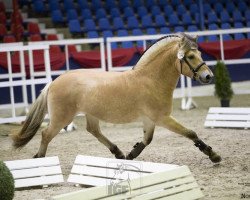 stallion Hagen (Fjord Horse, 2018, from Herko)