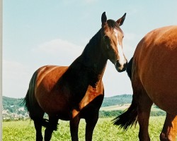 horse Lightning Jane (Holsteiner, 1996, from Luxus)