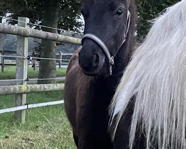 Pferd Jack (Dt.Part-bred Shetland Pony, 2023, von Kobold vom Allerhop)